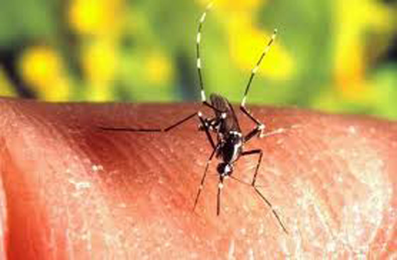A Secretaria da Saúde de Sorocaba pede à população para que mantenha os hábitos preventivos e de combate ao mosquito transmissor da dengue
