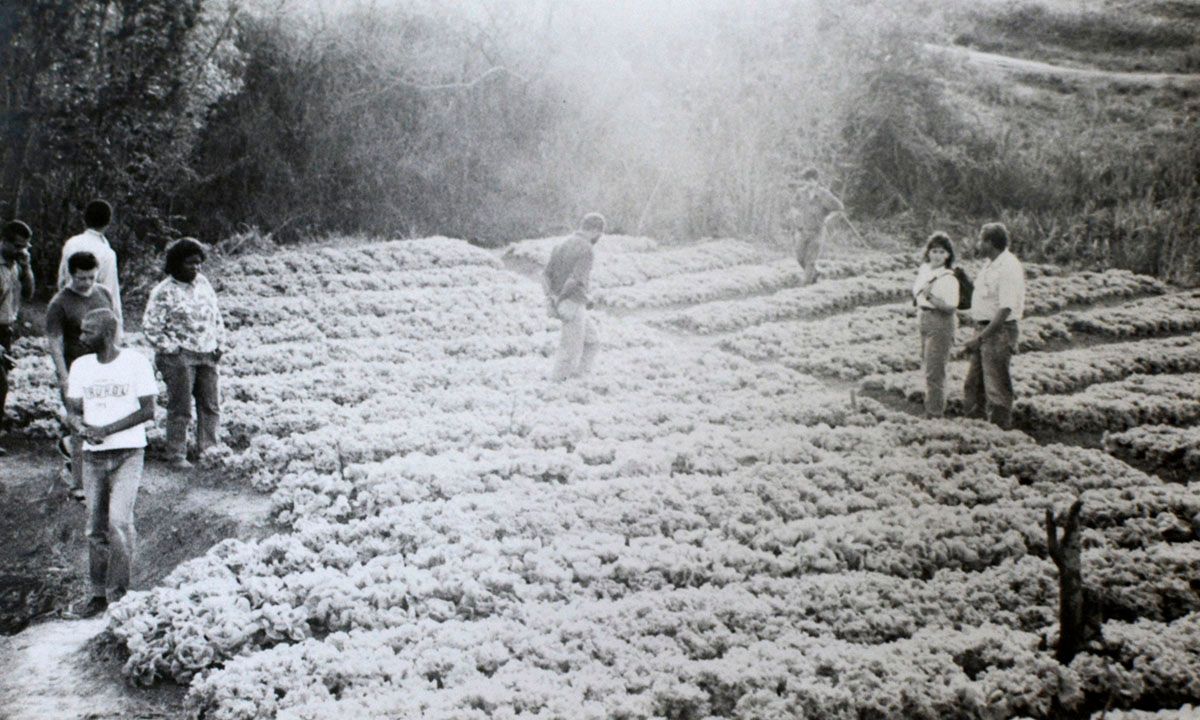 Área de plantação dos assentados da Fazenda Ipanema, em Iperó; foto foi tirada em agosto de 1992