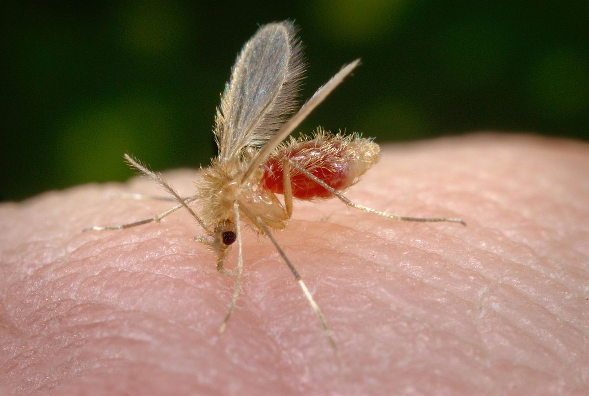 A doença é causada por diferentes espécies do protozoário denominado Leishmania, a partir da picada do mosquito palha (Flebotomíneos) - vetor presente na região de Sorocaba.