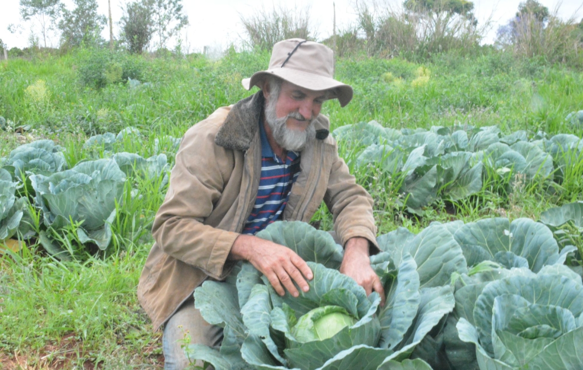 O agricultor Antonio Biazze na colheita de repolho, na Fazenda Ipanema. A colheita realizada para doação ao Banco de Alimentos beneficiará dezenas de famílias