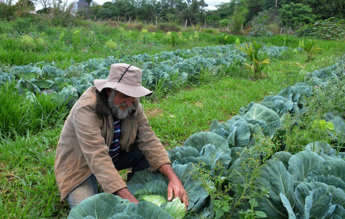 Agricultores de Iperó comercializam produtos da agricultura familiar, livres de agrotóxicos