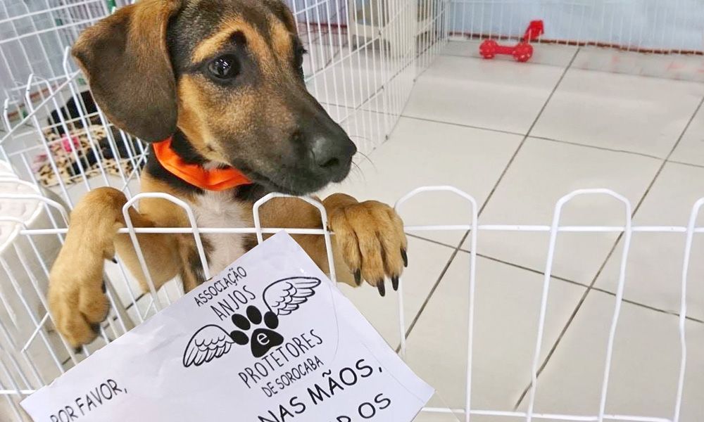 A Associação Anjos e Protetores estará presente no evento promovendo uma feira de adoção de cães e gatos e também para arrecadar ração e outros itens