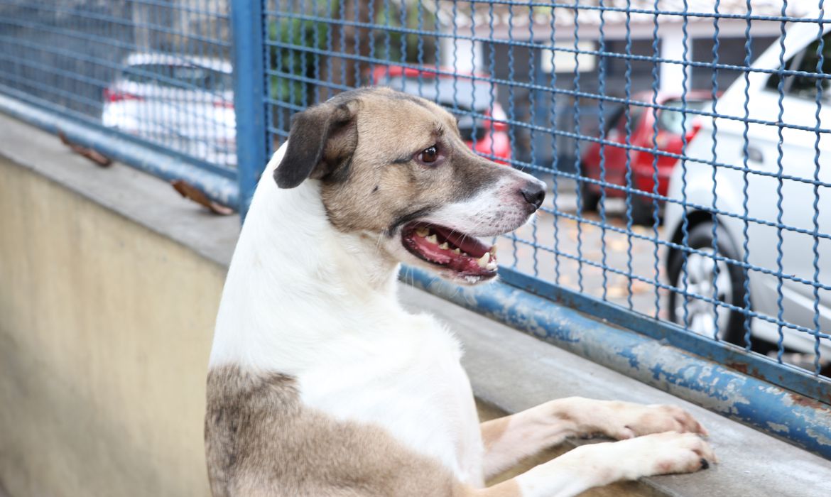 Animais ficam em lares temporários depois de resgatados 